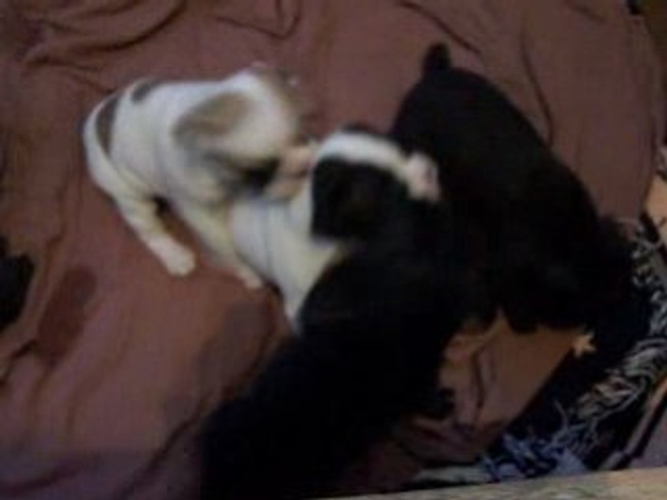 vidéo 15