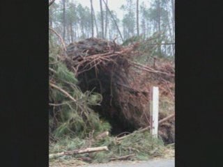 Le dernier souffle d'une forêt 3