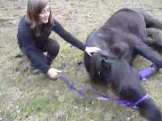 Coucher un cheval
