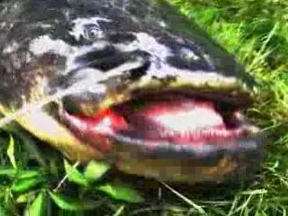 Catfish dream !