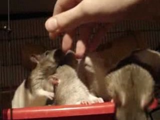 ratons très peureux