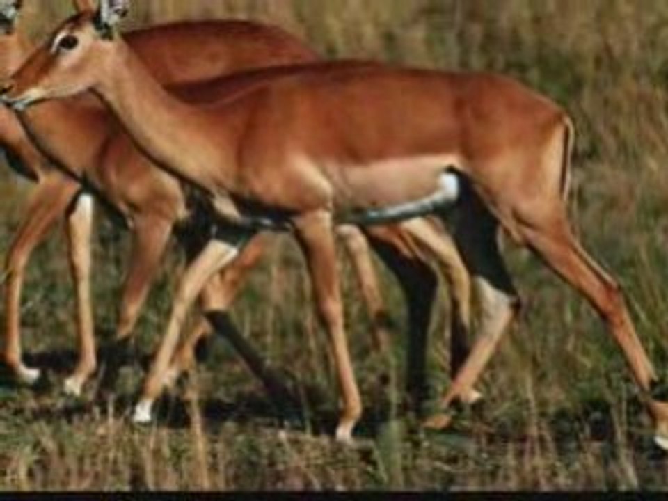 Antilopes dance