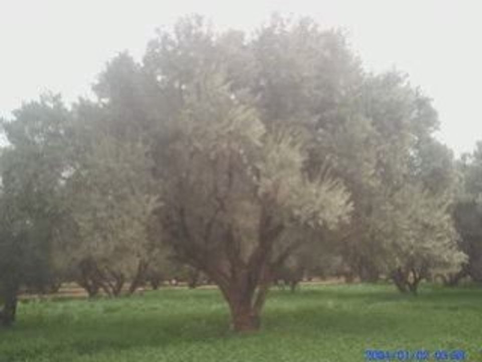 BLEDI BLED ZITOUN