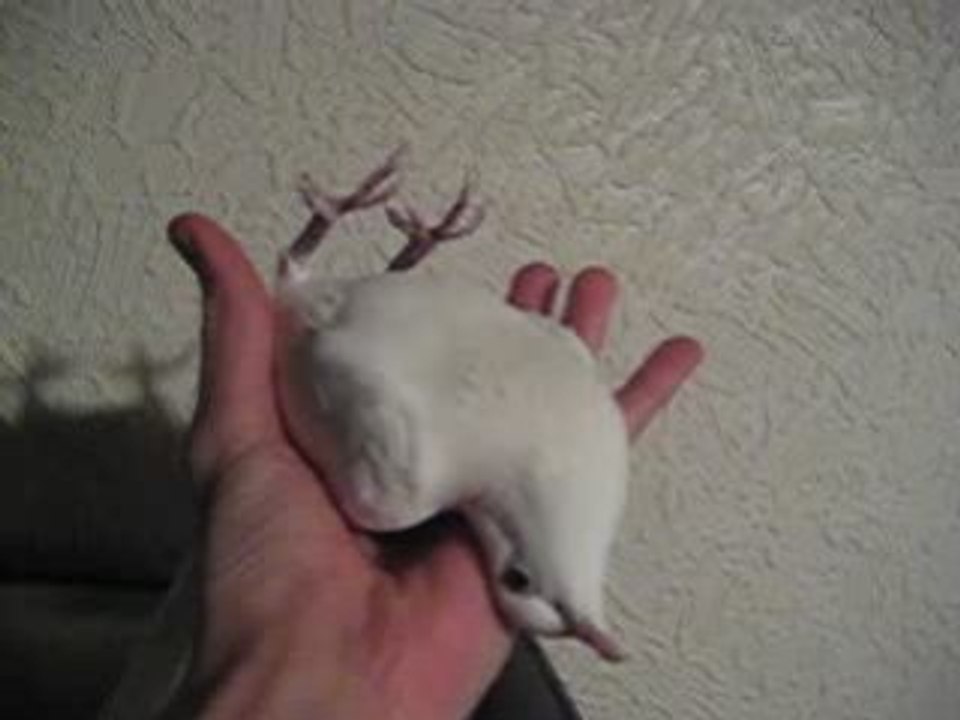 Hypnose d'une Colombe