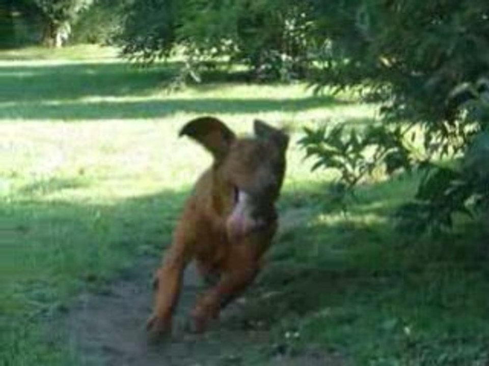 MAD MAX running dog
