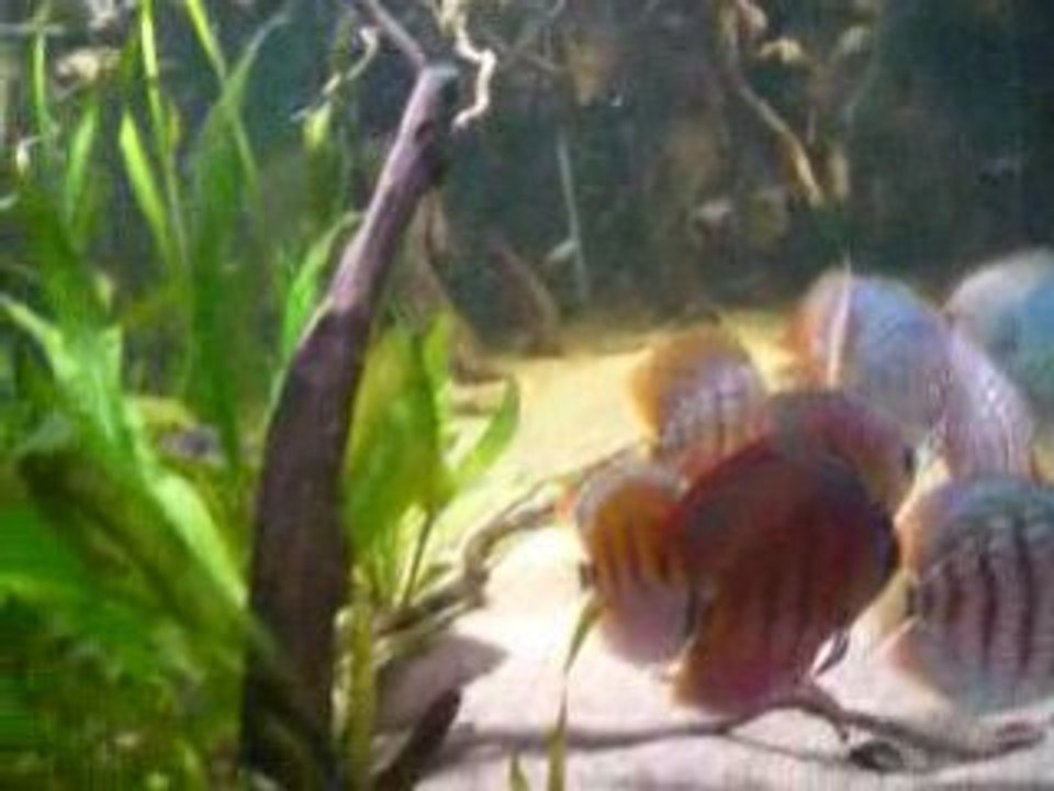 Discus