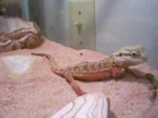 Three Legged Dancing Dragon