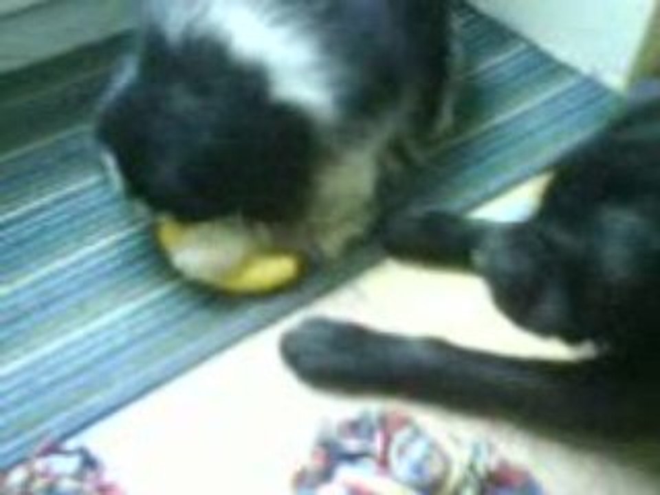 Pékinois d'attaque, chiens dangereux, n°3