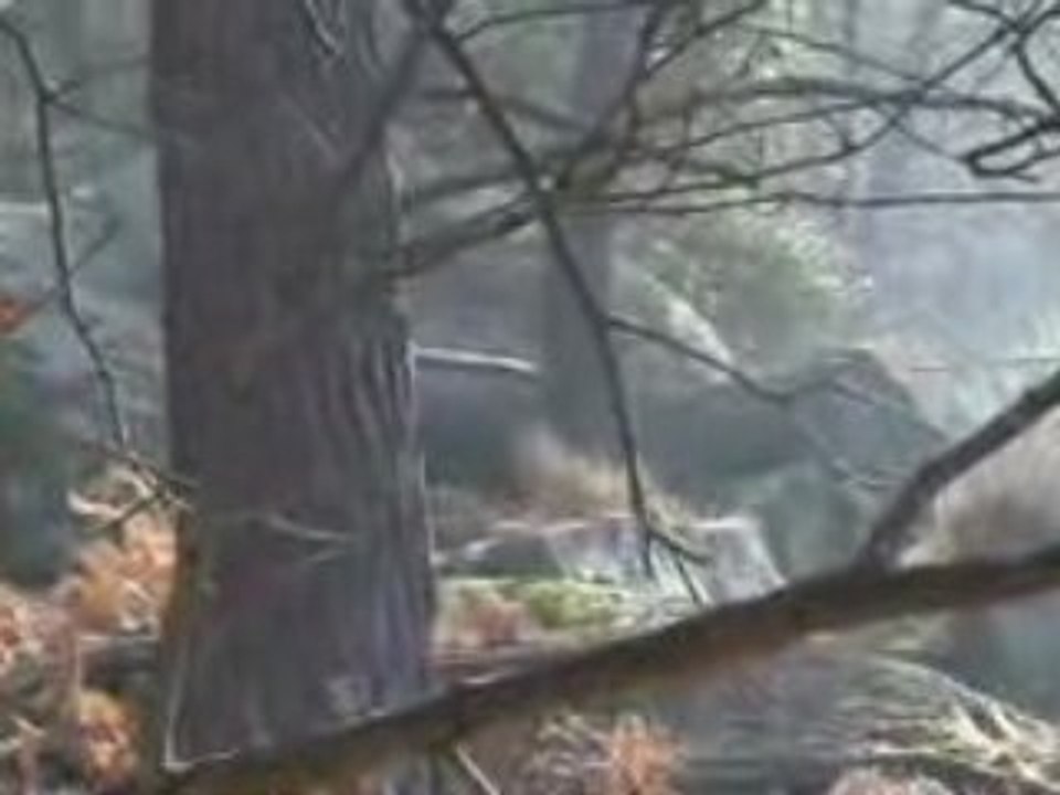 Quelques belles images de la forêt