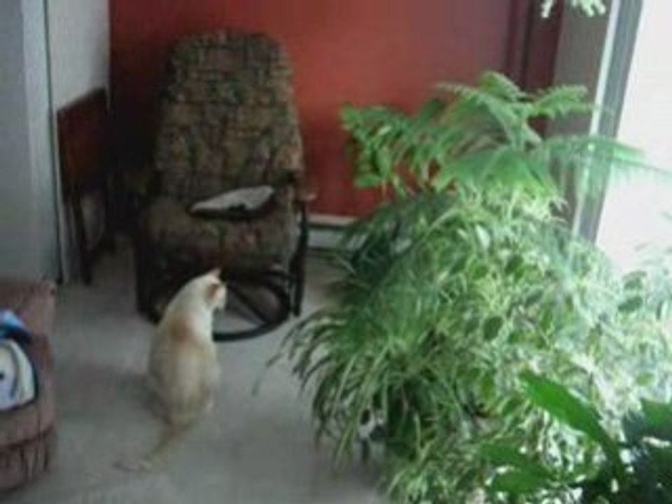 Coconut