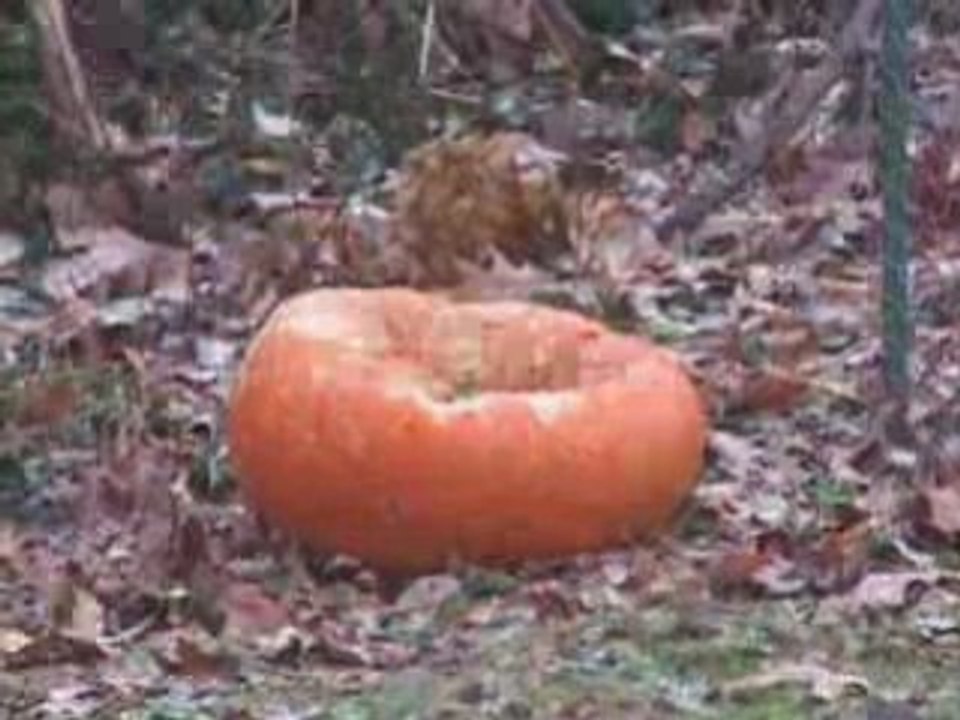 Decaying Halloween Pumpkin Time-Lapse