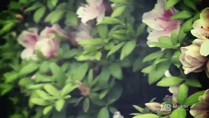 Lotus Exige S Test Drive