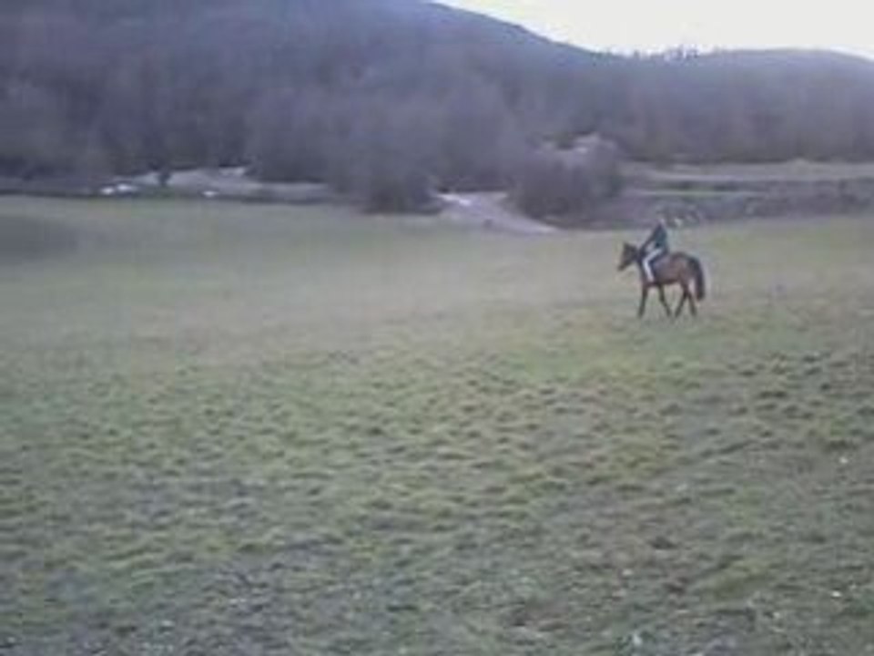 Travail dressage