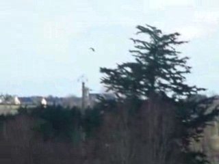 Regulation corneilles 1