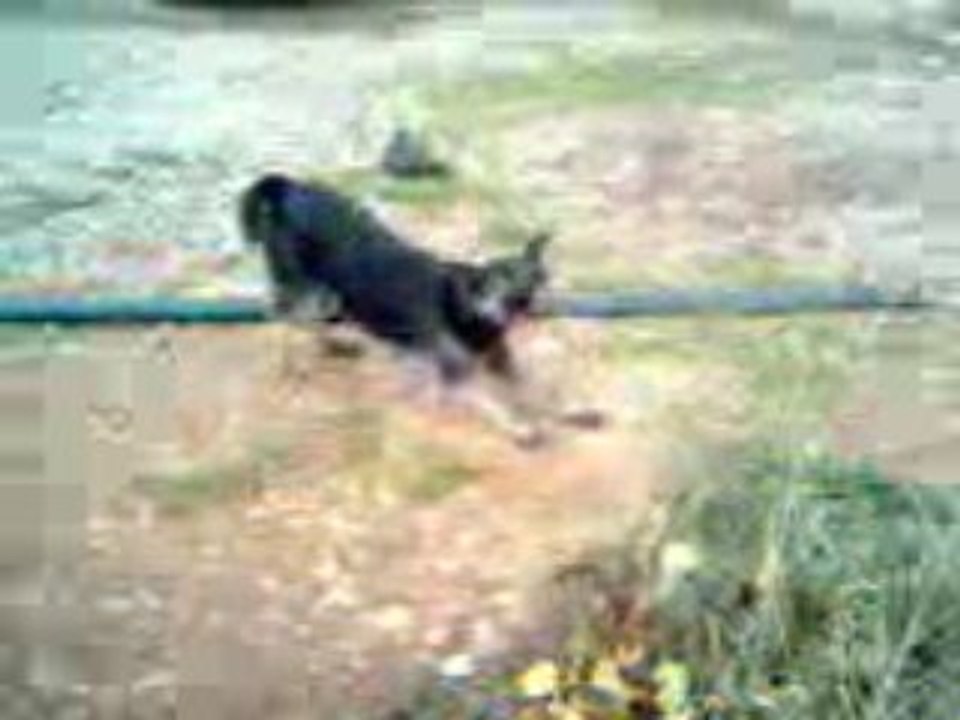 Çılgın Köpek Taki ve Arkadaşı Keçiler