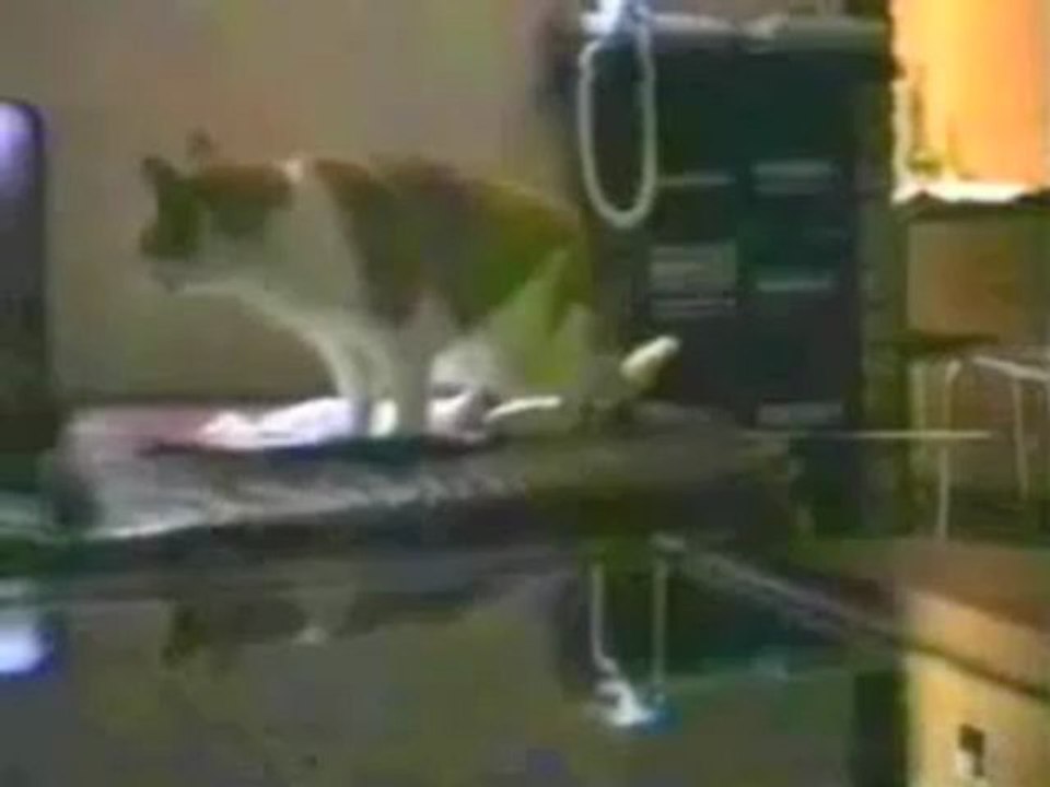 Talking Cats Funny Video