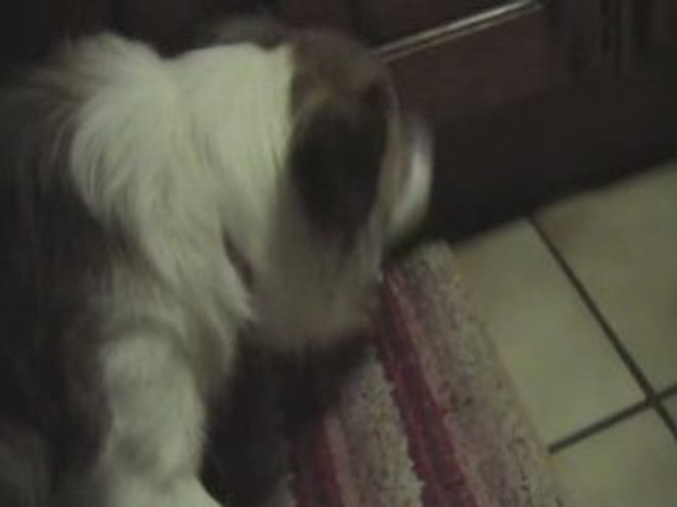 Barf  les os
