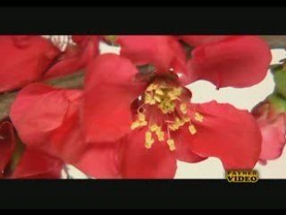 Preslava Nishto Drugo - HD