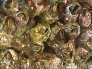 Got Imagination? California