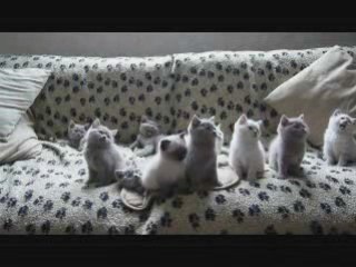 Cute kittens dancing