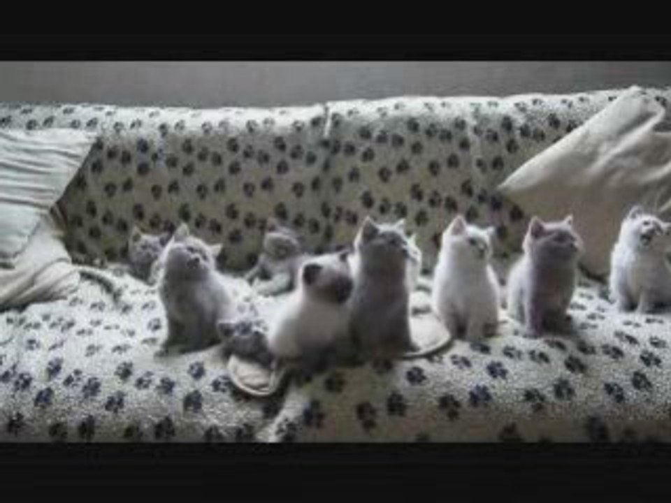 Cute kittens dancing