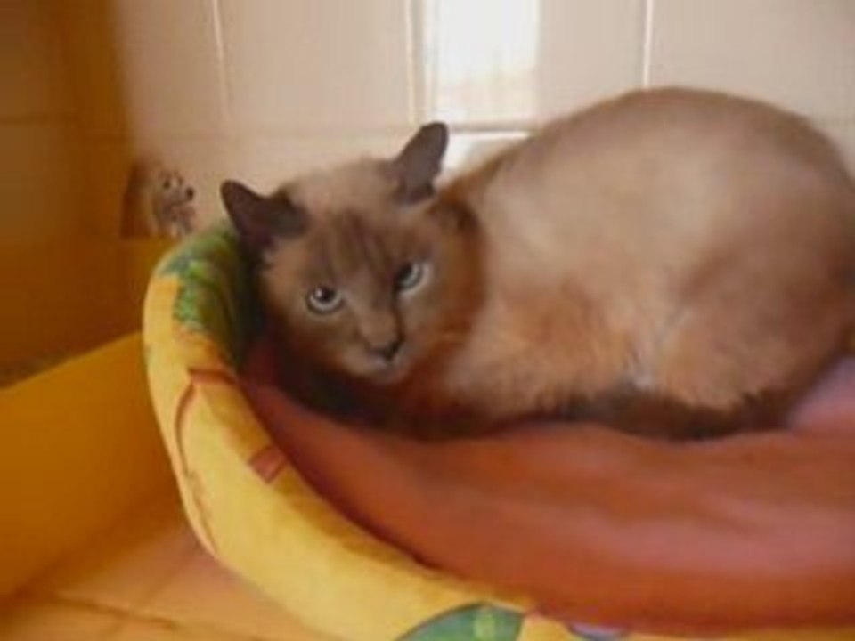 Baïla, la petite sauvageonne