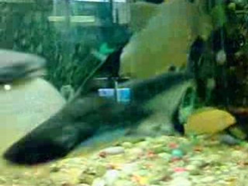 Piranha
