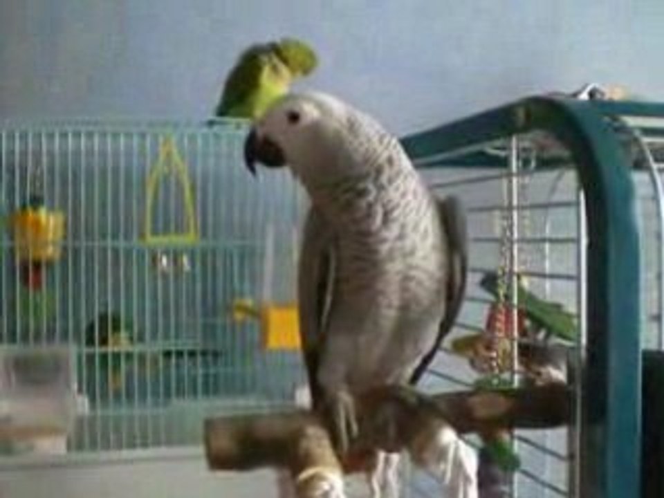 Pepsy dans ses débuts de chanteur lol