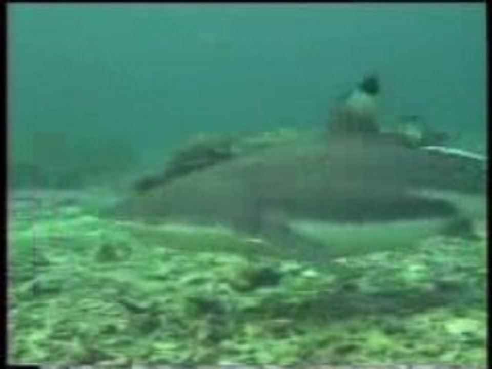 Requin léopard