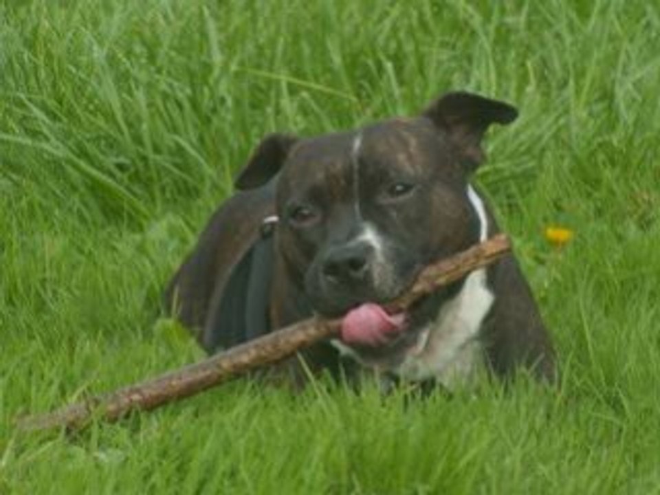 Trop dure la vie de chien fin_0001