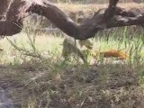 Super cute gray foxes - Elkhorn Slough Foundation