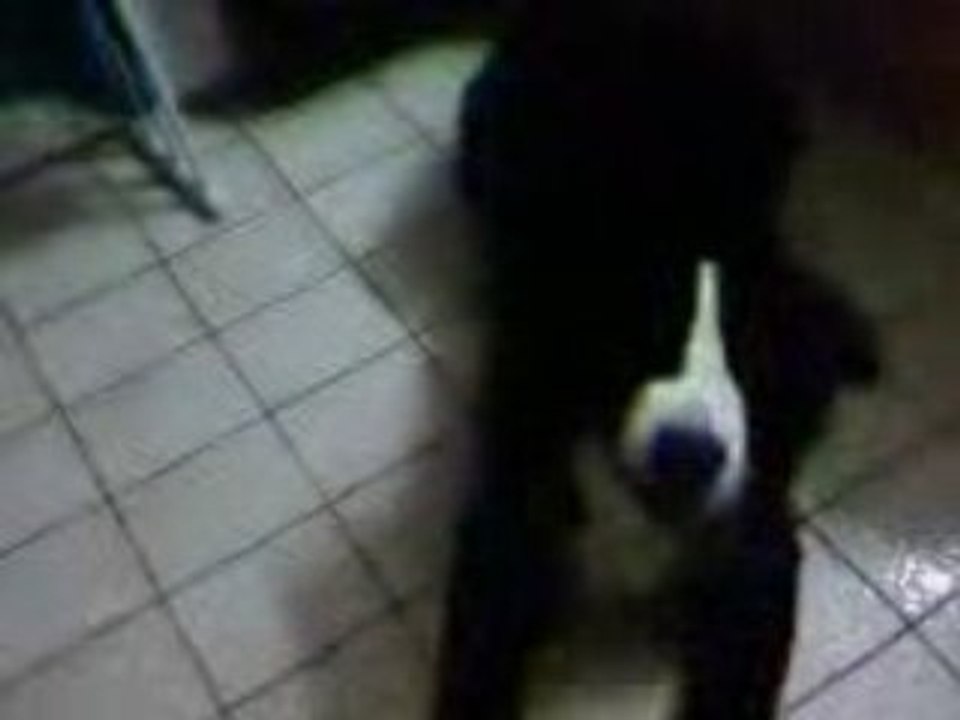 Vidéo doggy et le seche cheveux