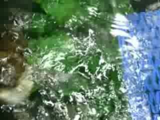 ma tortue Supradyne
