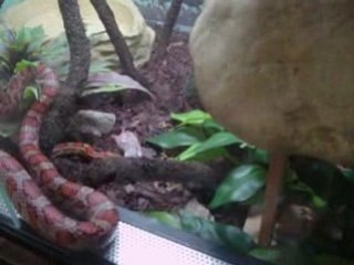 apres des acrobaties, on a faim (suite 2)