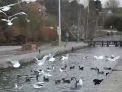 Canards à Ronquières