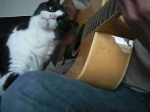 Le chat et la caresse