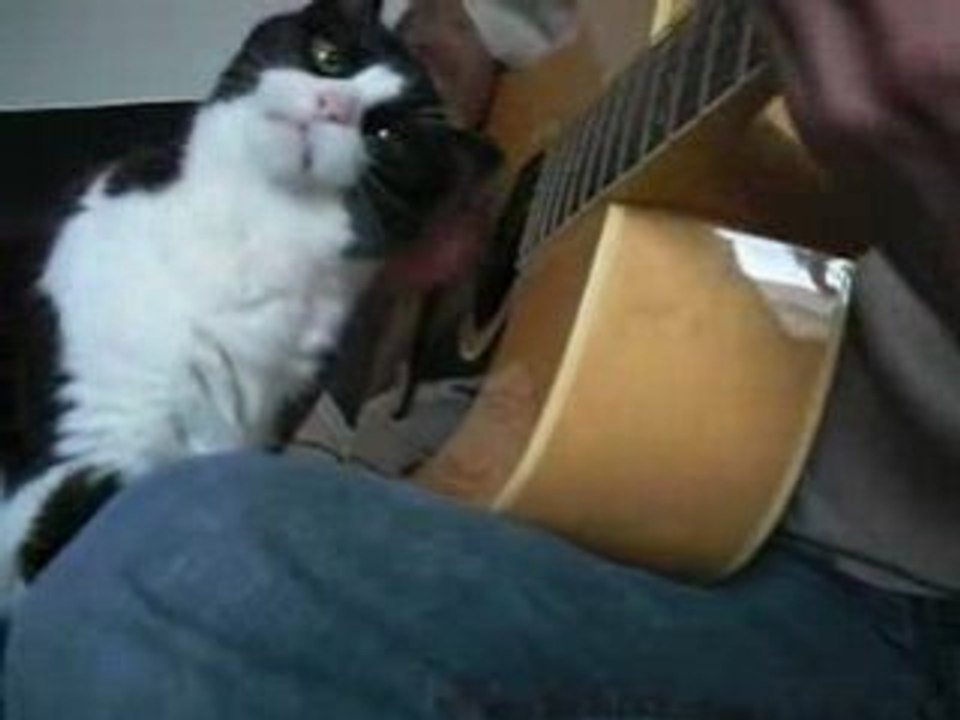 Le chat et la caresse