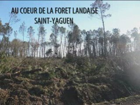 AU COEUR DE LA FORET LANDAISE après la tempête