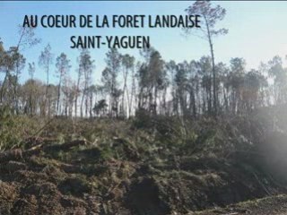 AU COEUR DE LA FORET LANDAISE après la tempête