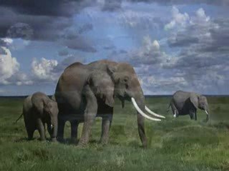 Oliver Shanti  ft. friends - Onon Mweng (Rainbird)