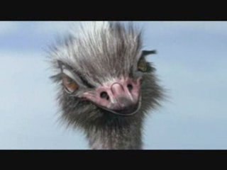 Wolltest du immer wissen, warum der Strauß nicht fliegt?