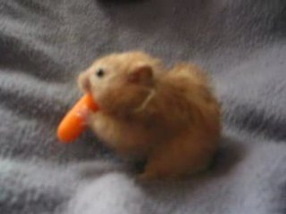 Carotte hamster
