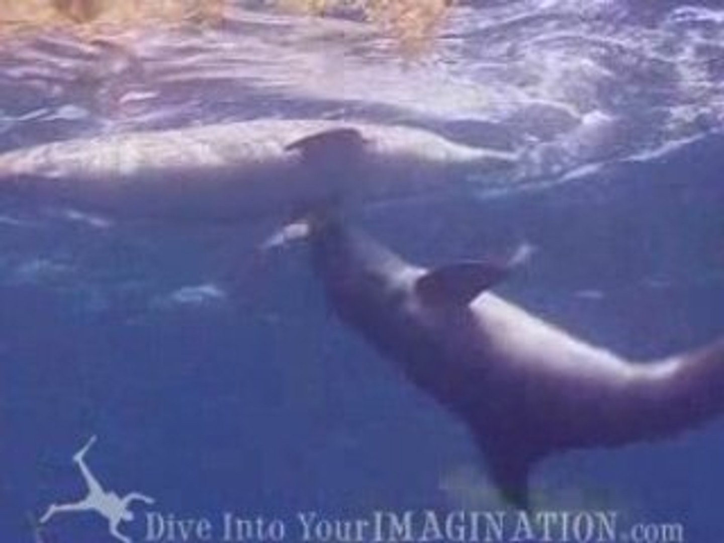 ⁣Bottle Nosed Dolphins