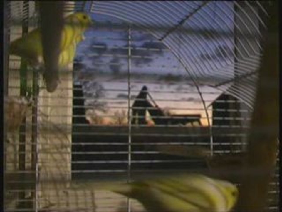Les serins