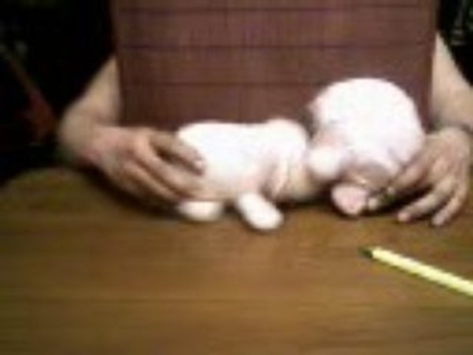 St cochon