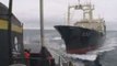 Japanese whalers kill whale and ram Sea Shepherd twice6-2-09