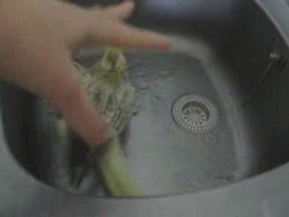 La danse de la pluie selon Capsule