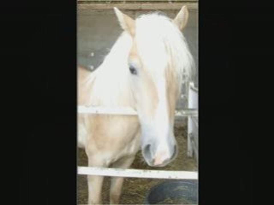 mON PONEY D'amOUR