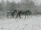 Concours photo cheval Janvier 2009