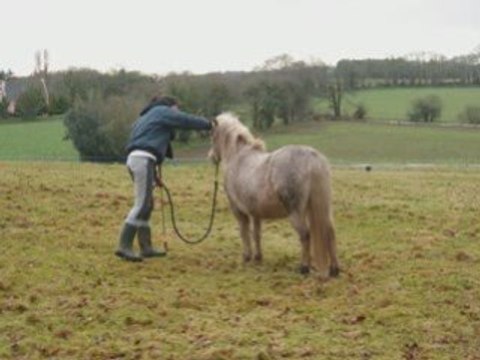 Seance avec Orphée mercredi 4 fev et galop sur la plage